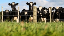 Colectare Deseuri Animaliere  